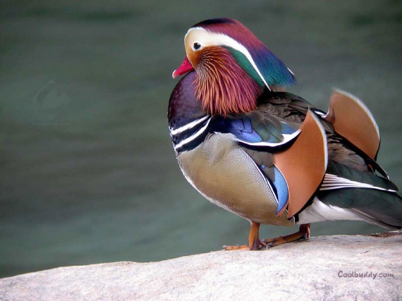 Oiseau multicolore 1