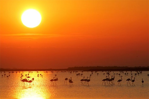 paysage -camargue