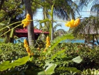 2069897-Garden_At_Island_Beachcomber_Hotel_St_Thomas-U_S_Virgin_Islands