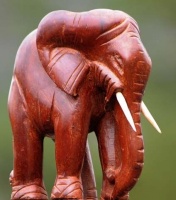 elephant-de-marabadiassa-republique-de-cote-d-ivoire