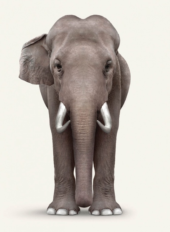 elephant-van-gogh