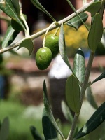 oliviers dans les jardins de l'Agdal