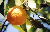 orangers du jardin de la Koutoubia