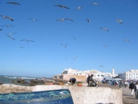 port-oiseau-mer-essaouira-