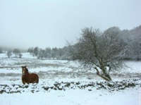 cheval-d-hiver-1