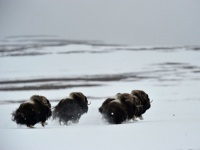 le-troupeau-charge Au nord-ouest du Canada, sur l’île de Banks.