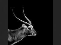 douce-antilope