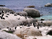 pingouins , cape town Sud-Af