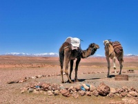 dromadaires, Ouarzazate