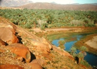 palmier-deserts-palmeraie-vallee-maroc-