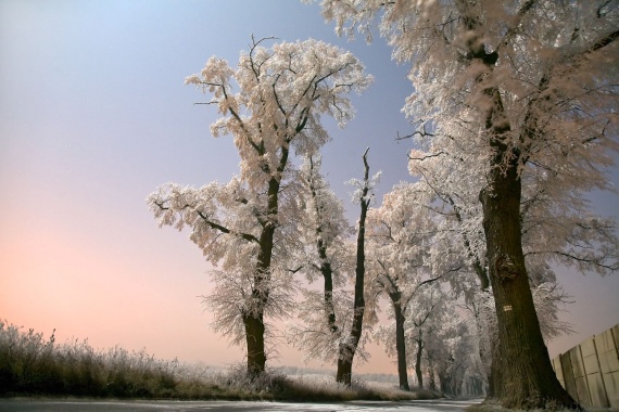 drzewa_zima_noc