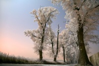 drzewa_zima_noc