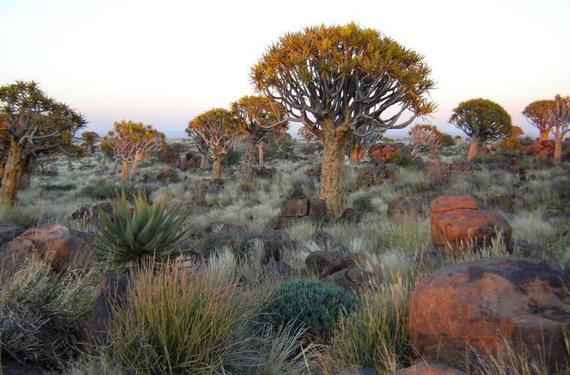 Quiver tree forest, Namibia