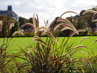 graminees , jardin du luxembourg
