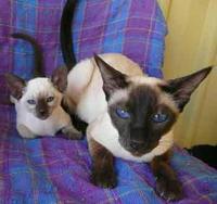 61836636_1-Siamese-Kittens-Bred-By-Oramor-For-Sale-