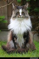 Maine  Coon