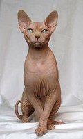 Canadian_Sphynx_Red