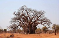 baobab au nord du burkina