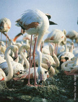 colonie flamants roses