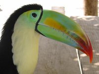 Toucan-domestique-au-Costa-Rica