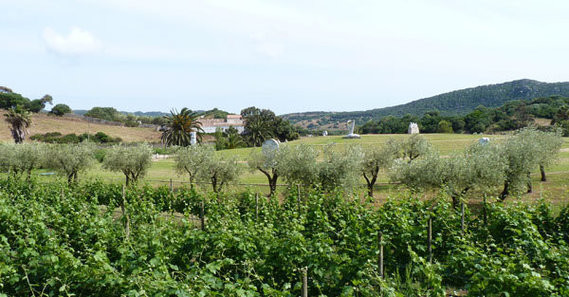 Vignes-et-olivier-Hort-Sant-Patrici-Minorque
