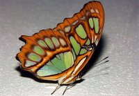papillon-307136