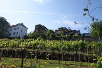 75018 les vignes de Montmartre