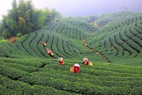 Culture du Thé à Taiwan