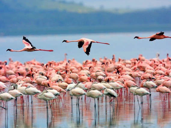 Flamingos Lake Nakuru Kenya