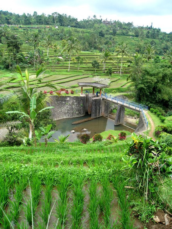 Rizière de Jatiluwih - Bali - Indonésie