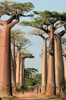 Allée des baobabs, Madagascar