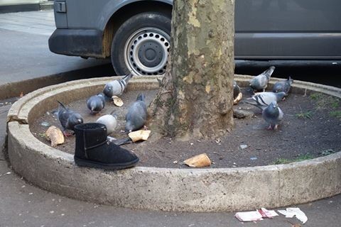 pigeons et bottillon