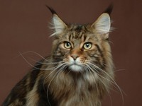 MAINE COON (2)