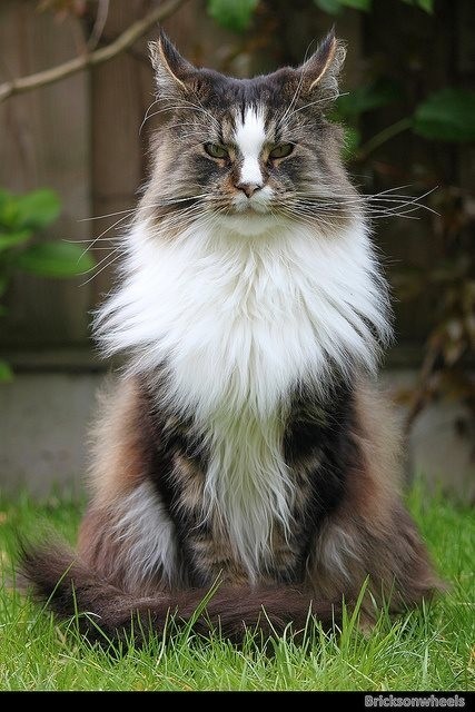 Maine  Coon (2)