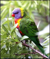 Australie 12 - Parrot