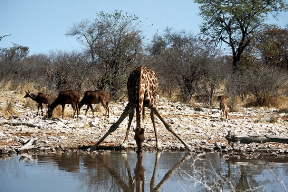 Namibie - Parc National d'Etosha 10
