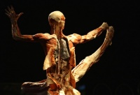 Body+Worlds+Exhibition+Gunther+Von+Hagens+CAWfd8lbAB6l