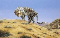 Spencer-Hodge-Arabian-Leopard-103057