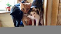 trio de chats