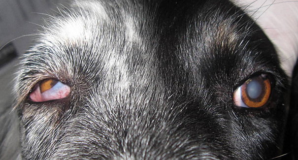 Mon Chien A Les Yeux Qui Senroulent Vers Lintérieur