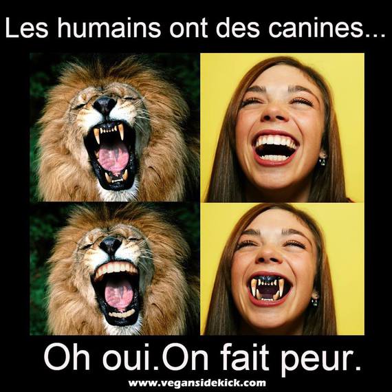canines