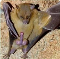 Alpha Bat