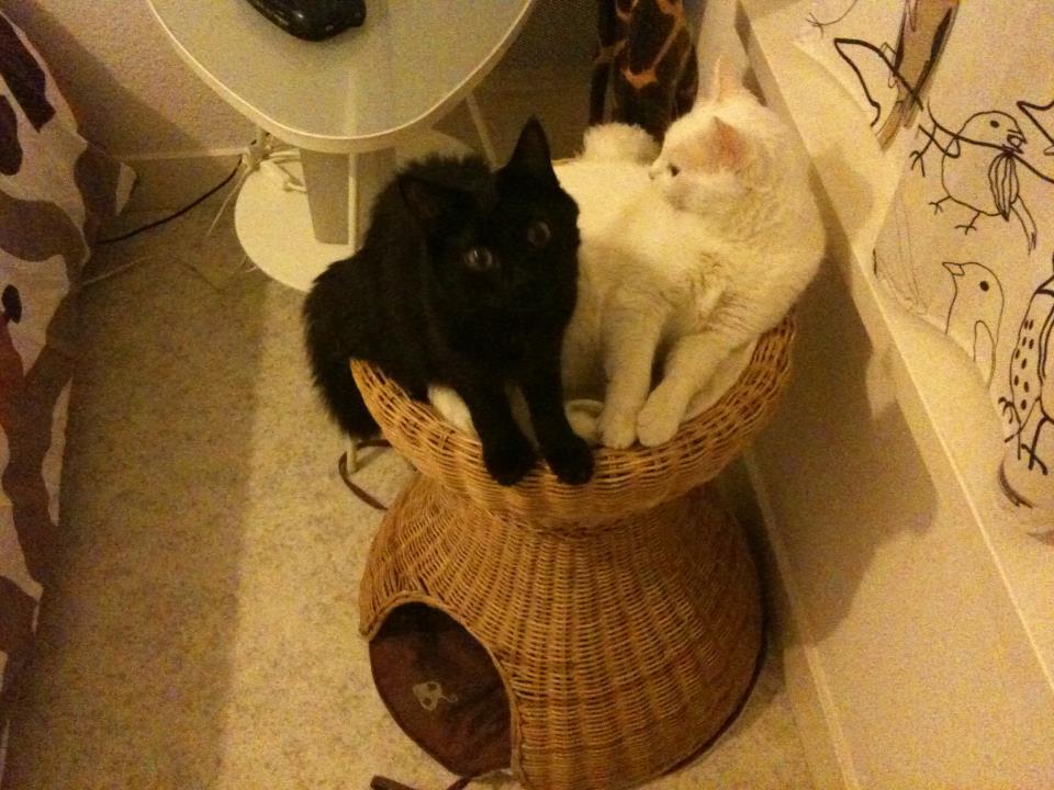 Arbre A Chat Sans Moumoute Page 4 Chats Forum Animaux