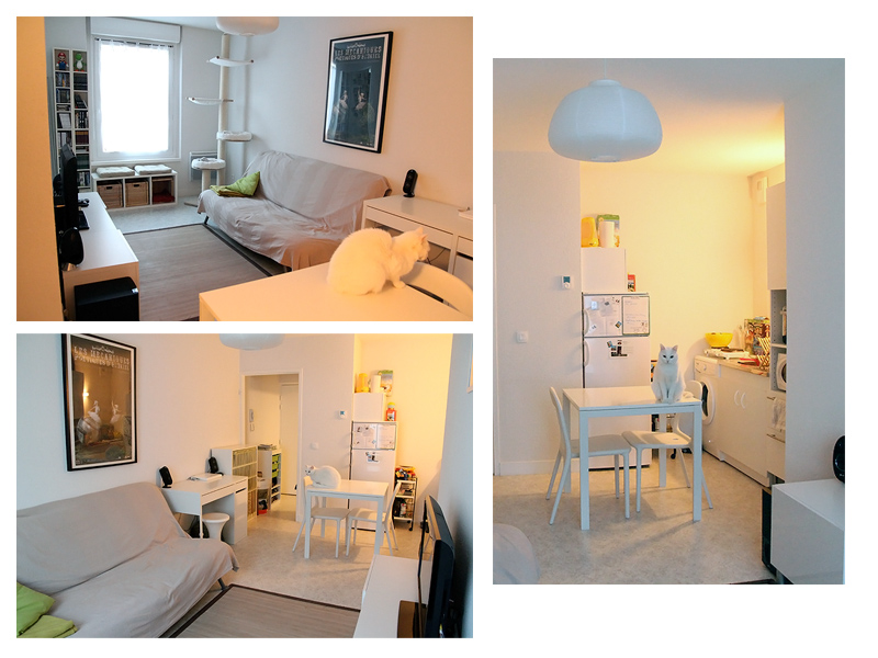 Demenagement En Appartement 4 Chats Chats Forum Animaux