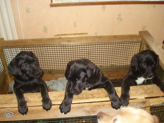 Golden Croise Labrador Chiens Forum Animaux Doctissimo