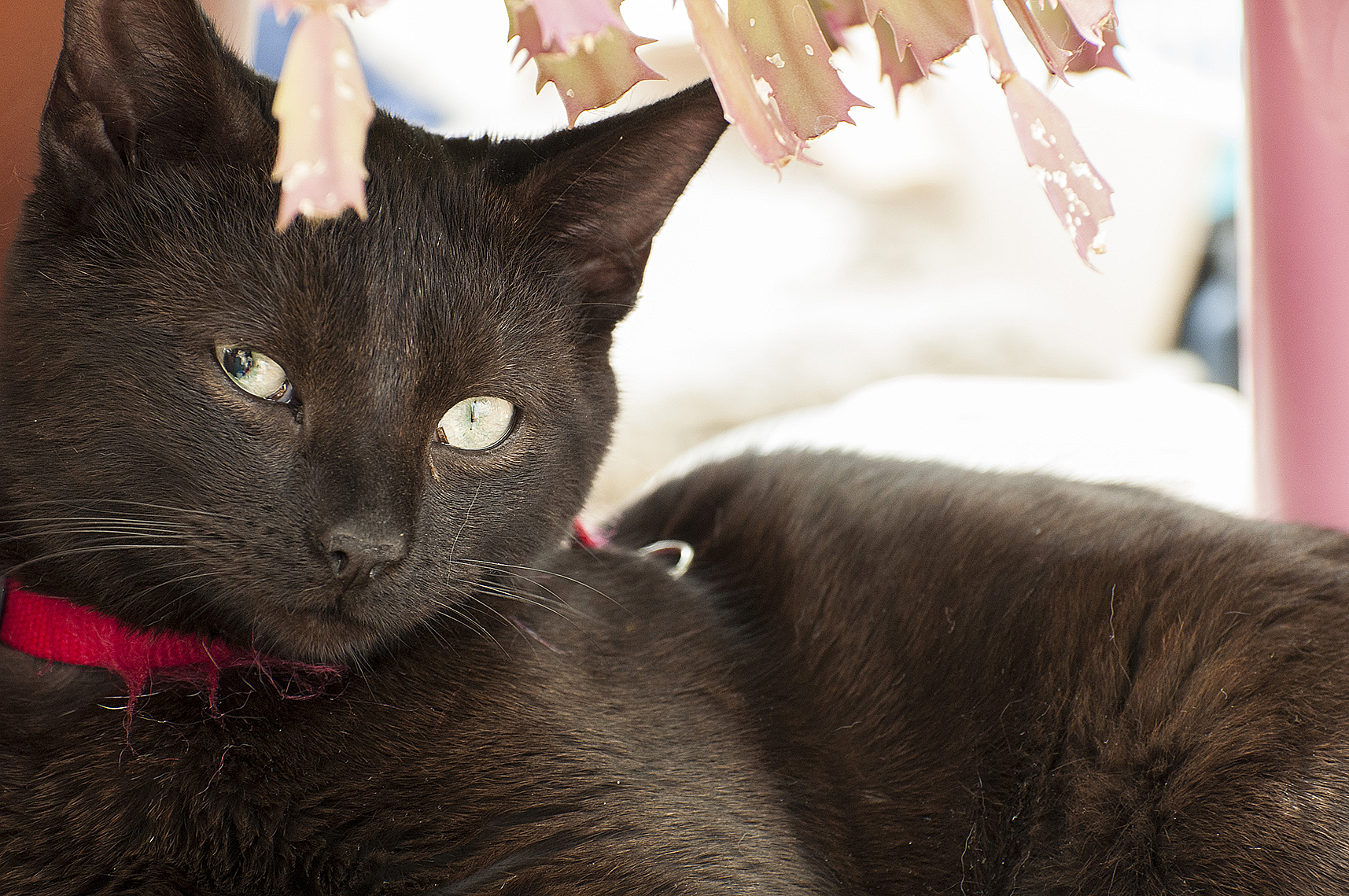 Probleme Pupille A Moitie Dilatee œil Droit Chats Forum Animaux Doctissimo Probleme Pupille A Moitie Dilatee œil Droit Chats Forum Animaux Doctissimo