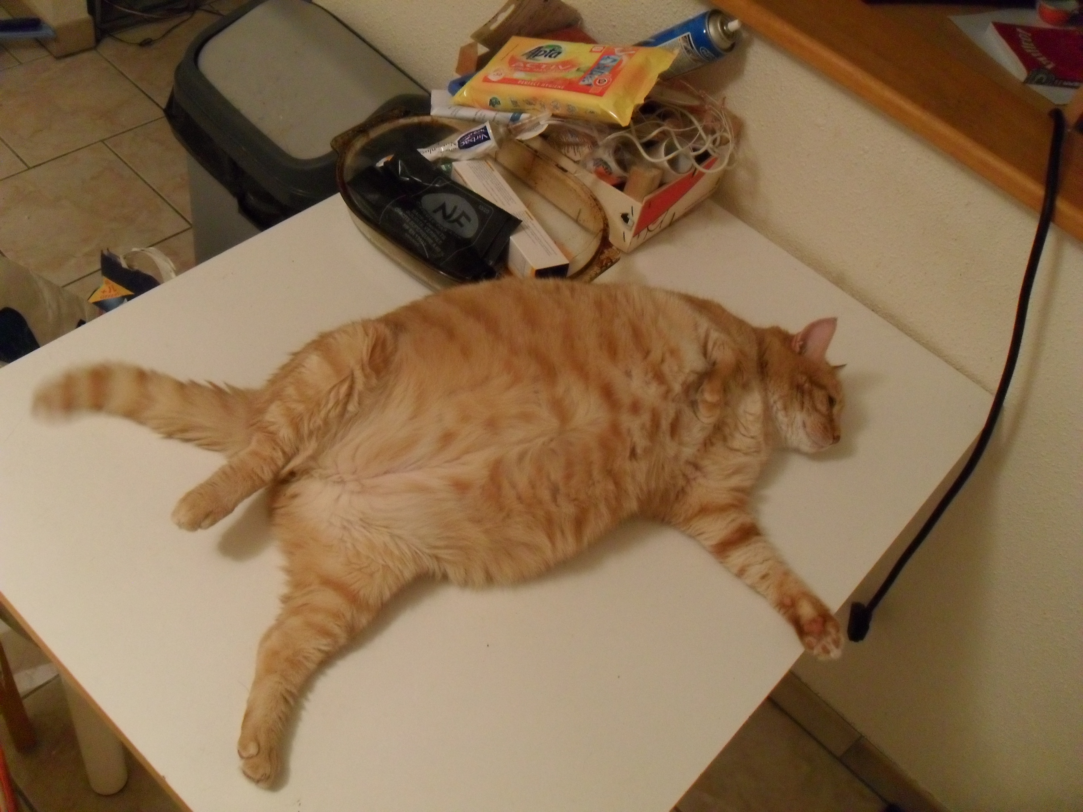 Les 0 Meilleures Chat Ventre Gonfle Dur Chat Ventre Gonfle Et Dur Les 0 Meilleures Chat Ventre Gonfle Dur Chat Ventre Gonfle Et Dur