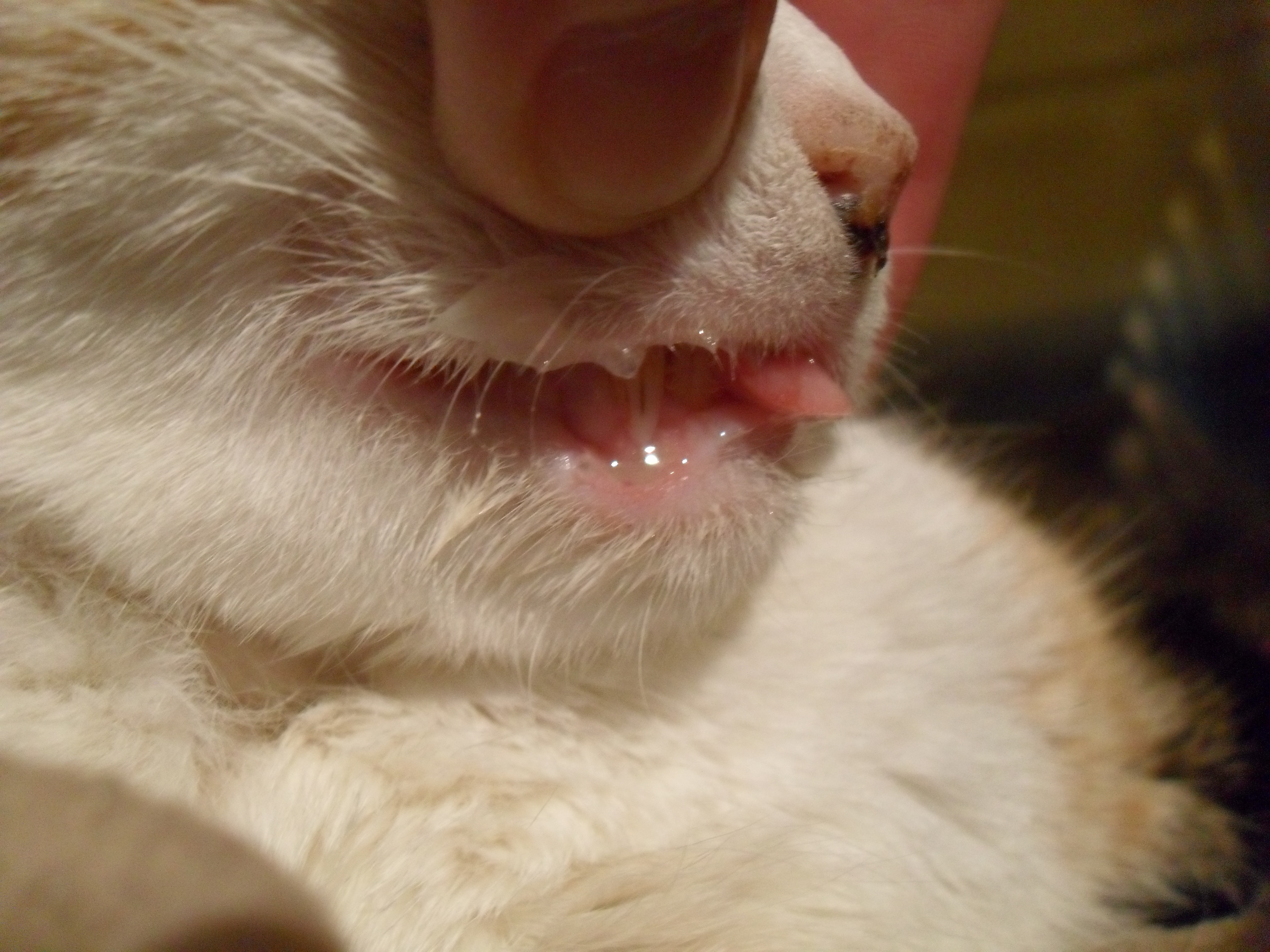 Maladie Chat Jai Les Resultats Du Labo Besoin De Soutiens Medecine Veterinaire Forum Animaux Doctissimo