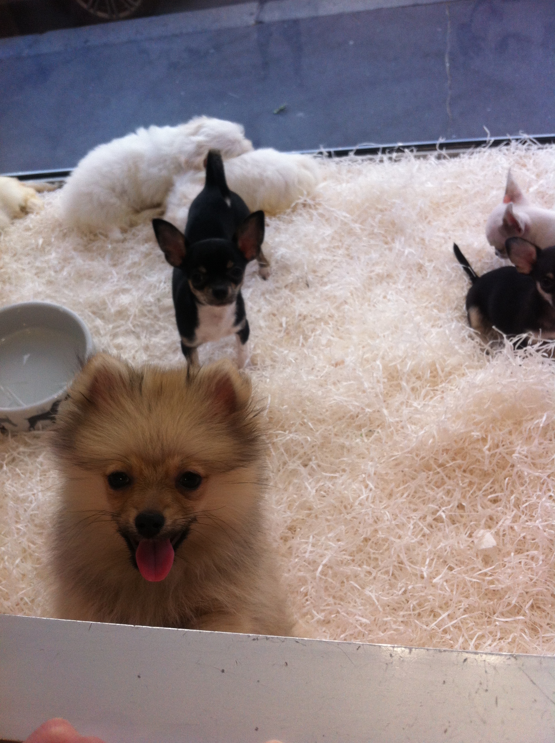 Prix Pour Un Spitz Nain Chiens Forum Animaux