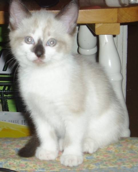 A Quel Age Un Chat A Sa Couleur Definitive Chats Forum Animaux Doctissimo A Quel Age Un Chat A Sa Couleur Definitive Chats Forum Animaux Doctissimo